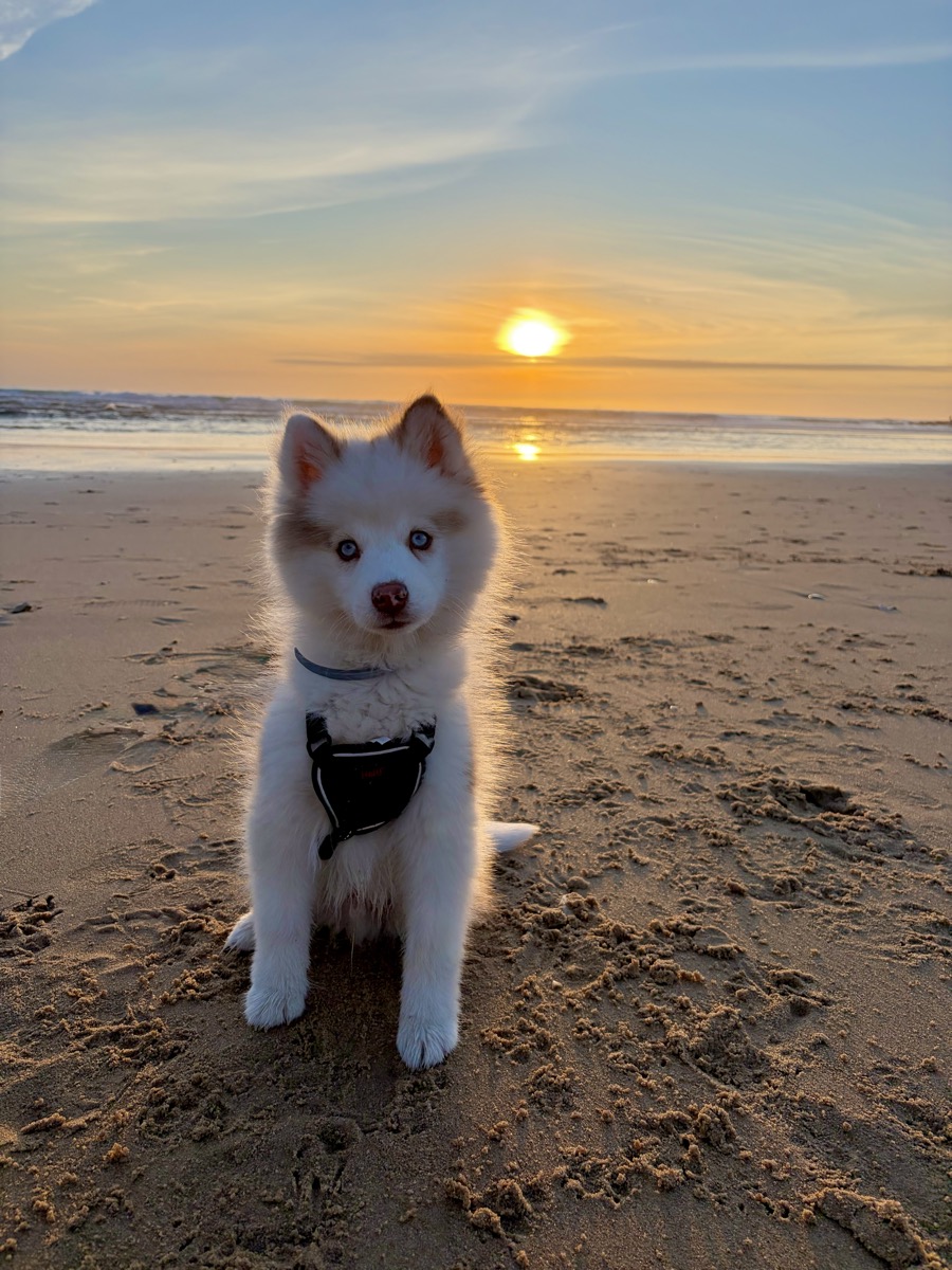 A dog's first trip to the beach