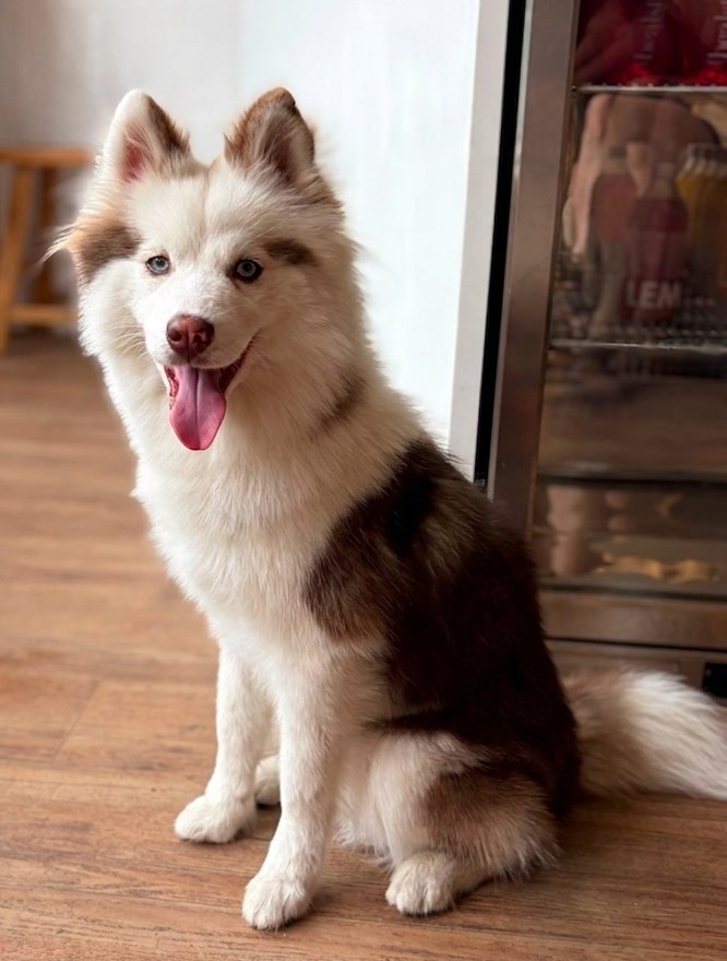 Mooki, a pomsky with blue eyes, sitting and smiling